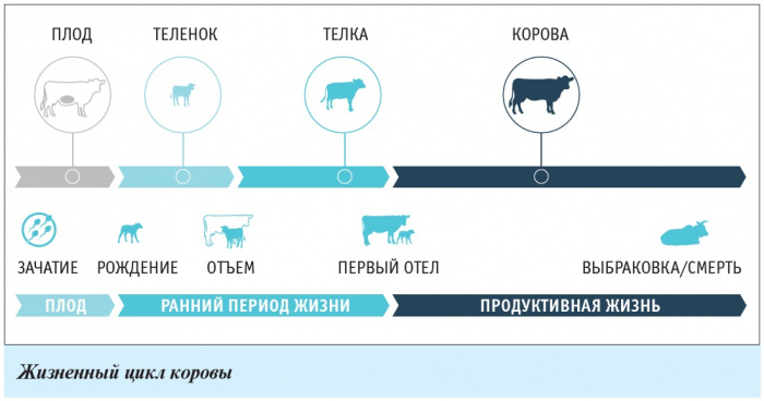 Стратегическая цель — продуктивное долголетие коров
