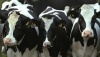 Чёрно-пёструю породу коров освободят от нежелательных генов