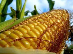 Побочные продукты производства кукурузного крахмала