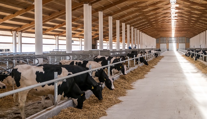 7 тенденций, влияющих на производство и кормление коров в 2021 году