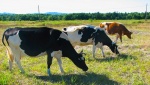 В Астраханской области задержали ОПГ из коров