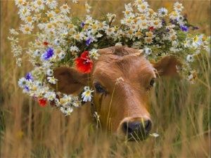 Здоровая Корова – основные положения