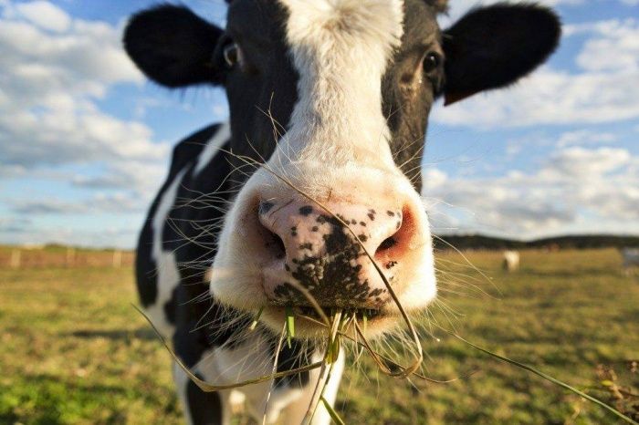 Почему коровы едят слишком мало?
