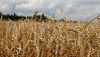 Дмитрий Патрушев: Россия в этом году cоберет не менее 132 млн тонн зерна