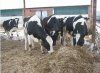 Эффективность примения микроэлементов для коррекции нарушения обмена веществ у коров