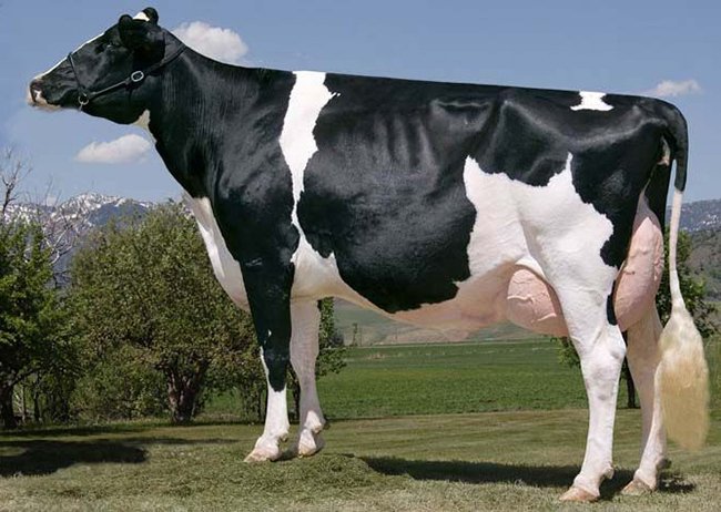 Характеристики черно-пестрой породы коров