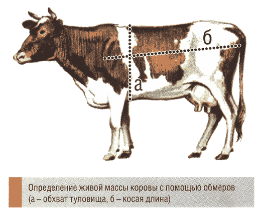 <"Определение живой массы КРС"/>