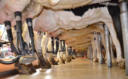 Параметры продуктивности и здоровья дойных коров