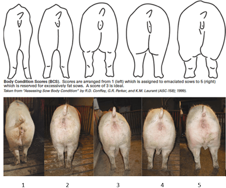 Оценка кондиции у свиноматок. Таблица по упитанности свиноматок. Упитанность свиней. Оценка свиней