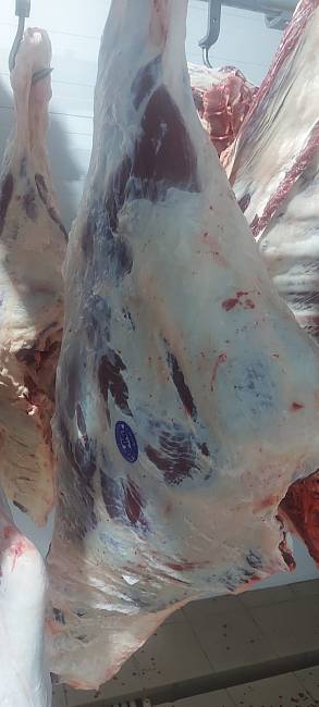 Четвертины быков