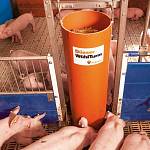 Системы ограждения свиней